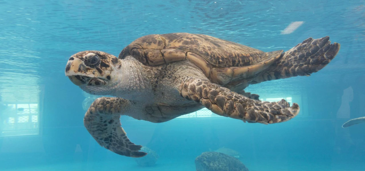 Eine Schildkröte geht im Texas State Aquarium auf Tauchgang