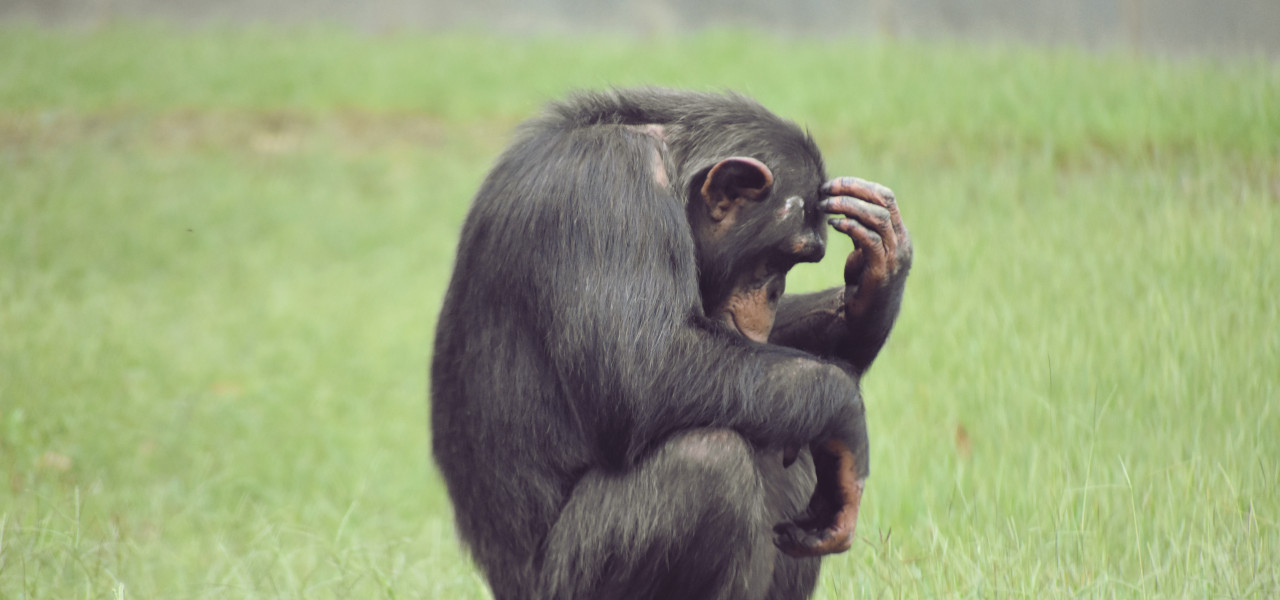 Ein äußerst nachdenklicher Affe im Zoo von Knoxville, Tennessee