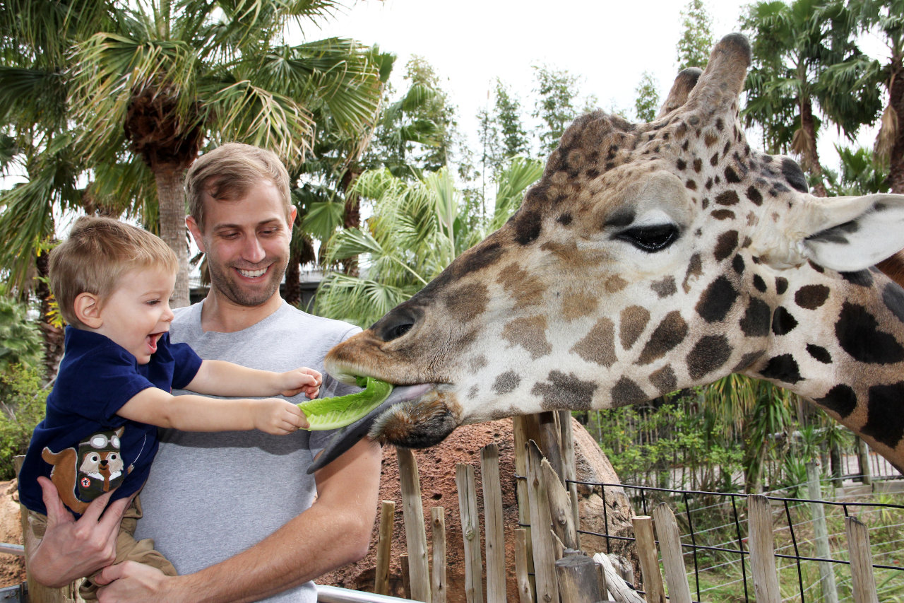 Ein Kleinkind wird von seinem Vater hochgehalten, um eine Giraffe im Zoo Tampa zu füttern