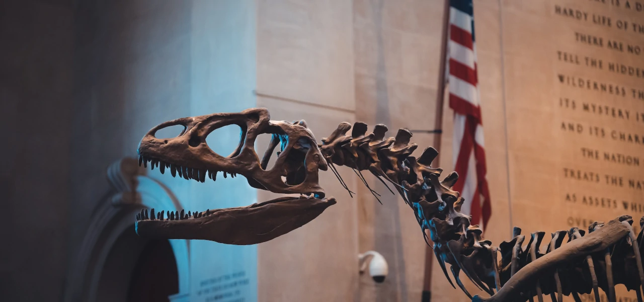 Ein Dinosaurierskelett in einer Ausstellungshalle im American Museum of Natural History in New York