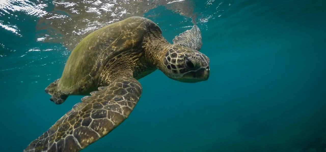 Eine Schildkröte im Ozean bei Maui