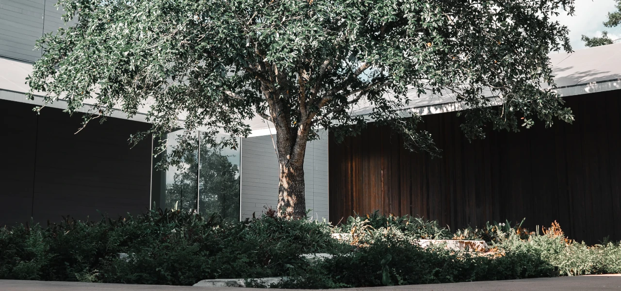 Ein einsamer Baum in der Menil Collection in Houston, Texas