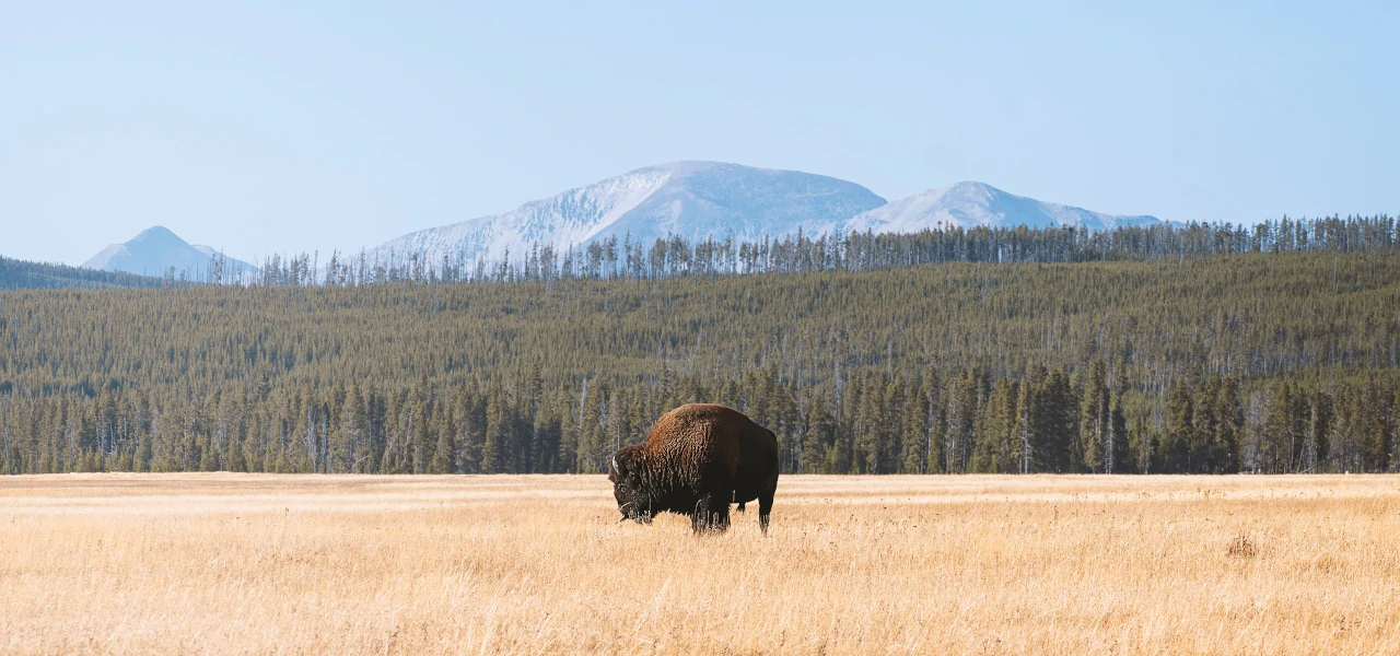 Ein Bison grast vor der spektakulären Bergkulisse des Yellowstone-Nationalparks
