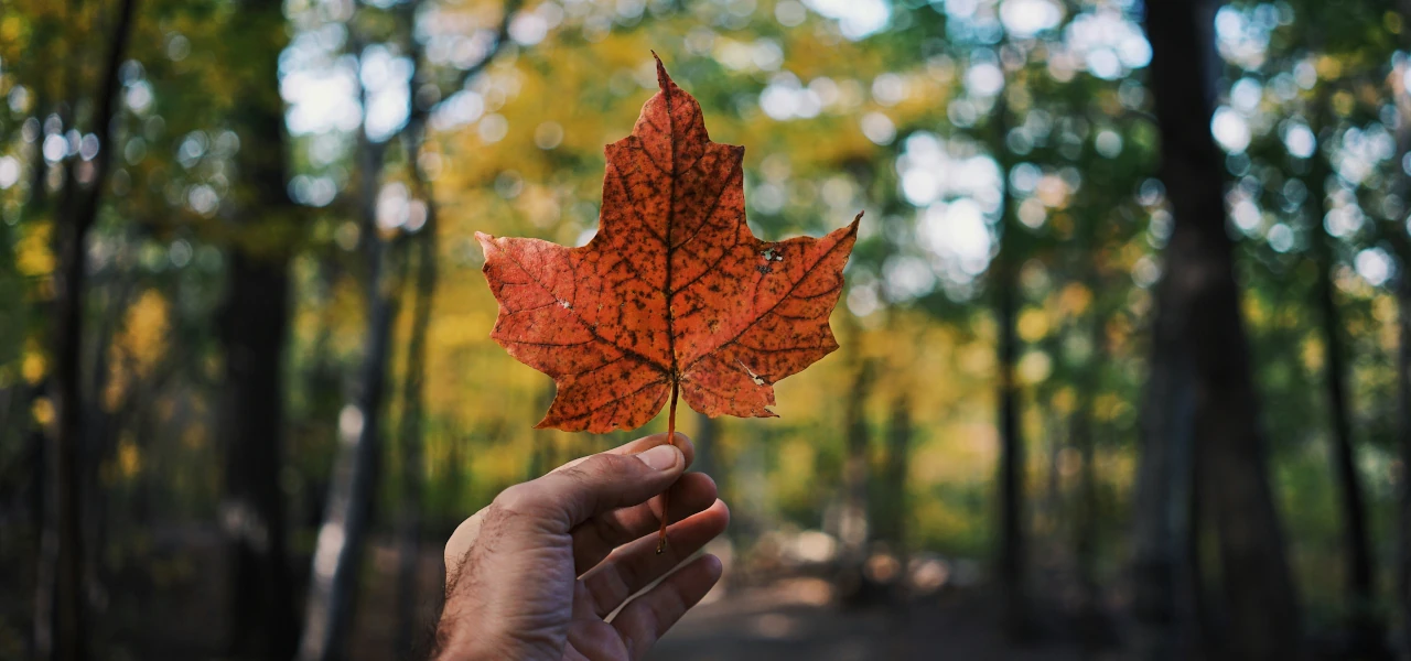 Eine Hand hält ein Ahornblatt, das nationale Symbol Kanadas